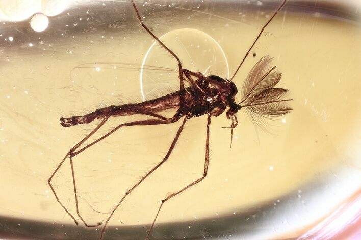 Detailed Fossil True Midge (Chironomidae) in Baltic Amber #372612